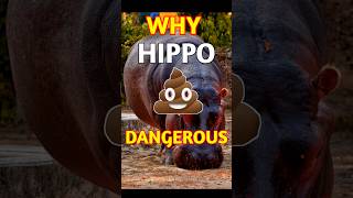 Why HIPPO Spray Their Poop  How HIPPO Impress Female  shorts facts viral trending ytshorts [upl. by Aro93]