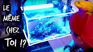 IL ÉTAIT VRAIMENT TEMPS DE VOUS PRESENTER CET AQUARIUM  TOOPET [upl. by Weight]