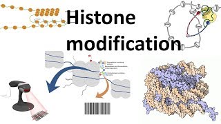 Histone modifications Introduction [upl. by Kirst95]