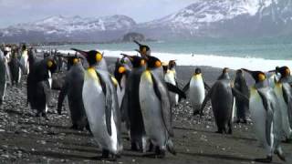 Königspinguine auf SüdGeorgien KingPenguins on South Georgia [upl. by Ellenehs]