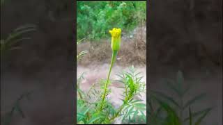 Banthi poolu chetlu marigold marigoldplant subscribemychannel supportmychannel [upl. by Bullough718]