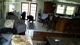 Family dog scares off black bear nosing around kitchen [upl. by Anileh438]