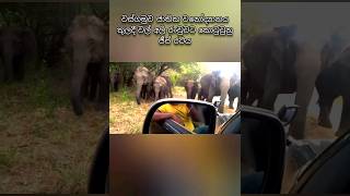 Wild Elephant Attack Safari Jeep Wasgamuwa National Park [upl. by Radman59]