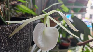 Brassavola nodosa quotPanamaquot [upl. by Ahselef313]