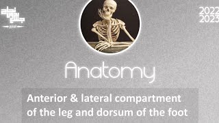 L4 Anterior and Lateral compartments of leg Dorsum of foot Anatomy [upl. by Dyal]