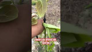 Palta agricultura Retira los Mamones [upl. by Ainoloppa]