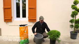 Quels conifères nains planter dans une rocaille comment planter un conifère en bac en pot [upl. by Nitsud]