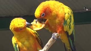 Le goûter des Conures Soleil  Zoo dUpie Drôme France [upl. by Man]