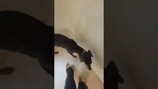 First live bed bug search with trained puppy dogtraining workingdogtraining bedbugscontrol [upl. by Nidnal177]