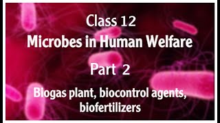 CLASS12 MICROBES IN HUMAN WELFARE PART2 BIOGAS BIOCONTROL AGENTS AN BIOFERTILIZERS [upl. by Gennaro]