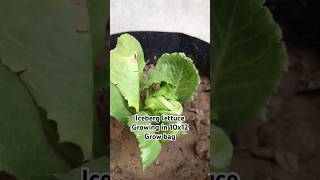 Iceberg lettuce lettuce herbs vegetables [upl. by Lawtun]