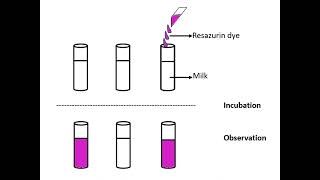 Microbiological methods of examination of milk and milk products I MBRT I Milk quality examination I [upl. by Anrahs180]