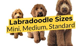 What Labradoodle Size is Best 🐶 Mini 🐶 Medium 🐶 Standard [upl. by Anjali146]