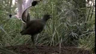 Lyrebird [upl. by Hsac]