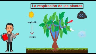 La respiración de las plantas [upl. by Anigriv]