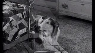 Lassie  Episode 55  quotThe Leashquot  Season 2 29 aired 3251956 [upl. by Basset283]