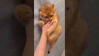 Videos graciosos de gatos foryou cat gatosdivertidos cute gatosadorables pets [upl. by Aidnis]