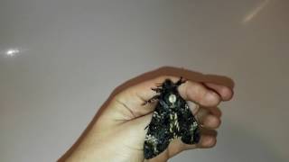 Deaths head hawkmoth screaming [upl. by Spratt]