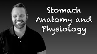 Stomach Anatomy and Physiology [upl. by Graniela60]