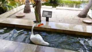 mute swan attacks maintenance guy [upl. by Elise]