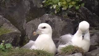 Northern Fulmars in Iceland [upl. by Uta]