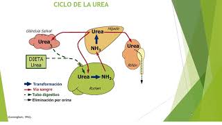 Sistema digestivo de los rumiantes Digestión de Proteínas Ciclo de urea Digestión de lípidos [upl. by Hugon]