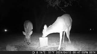 May 4th 2024 Trail Camera Compilation Part B [upl. by Dahl877]