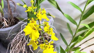 Oncidium sweet sugar is blooming [upl. by Ynots887]