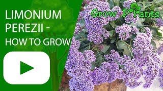 Limonium perezii  How to grow Sea lavender [upl. by Aeiram]