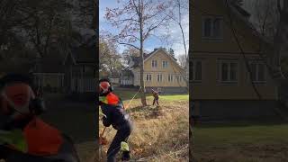 martinheljevedse arborist [upl. by Zusman]