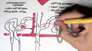 Nephrology  Kidney and Nephron Overview [upl. by Eitsyrhc]