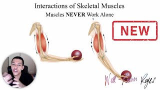 UPDATED MBLEx Review Interactions of Skeletal Muscles Agonist Antagonist Synergist amp Fixators [upl. by Damara]