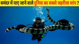 समंदर में पाए जाने वाले दुनिया का सबसे जहरीला सांप  Belchers Sea Snake [upl. by Bissell]