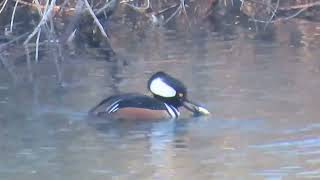 Hooded Merganser Playing With Its Food 31Jan2024 [upl. by Clarette]