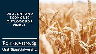 Drought and Economic Outlook for Wheat [upl. by Lemcke]