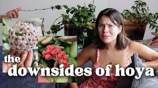 Why I DISLIKE Hoya Houseplants GRRRR [upl. by Chan]