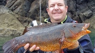 Monster Wrasse caught lure fishing from the kayak [upl. by Nol]