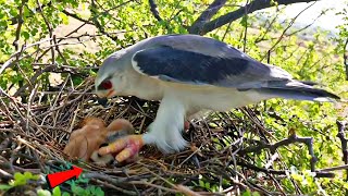 Black winged kite bird hit the baby foot BirdsofNature107 [upl. by Francene]