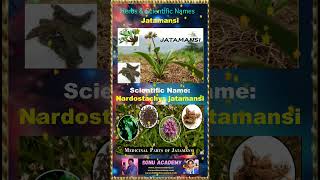 Jatamansi jatamsnsi 🍀🍀🍀 plants shorts shortsfeed shortvideos farming names herbs video [upl. by Gnues565]