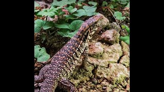 Tegu and Monitor Cage Setup Do this if you want a healthy lizard [upl. by Eiggem]