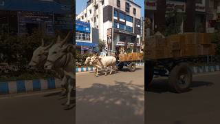 RACING BULLOCK CART [upl. by Ronalda]