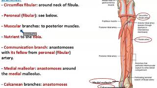 Posterior Tibial Artery and Plantar Arteries  Dr Ahmed Farid [upl. by Drolet]