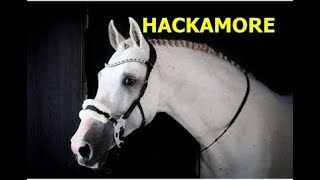 HACKAMORE o que é [upl. by Niarb]