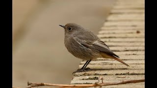 Black Redstart Eddington Cambridge 151124 [upl. by Erving]