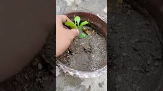 KEY LIME TREE tutorialsvideo gardening keylimelovers plantslover [upl. by Grega]