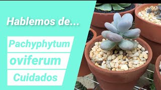 Pachyphytum oviferum Cuidados suculentas [upl. by Rhiana]