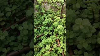 Jade Plant ☘️ 🌱garden plants bonsai gardening jadeplantcare natureshorts [upl. by Afas]