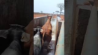 How Dairy Farmers Bathe Cows [upl. by Yraeht804]