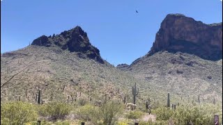 🌵Saguaro of the Day🌵 quotGillianquot Way Up On The Ridge 😬 at Picacho Peak State Park 🤠🌞🔥🦋🌵 [upl. by Aerona150]