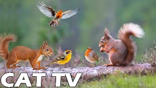 TV FOR CAT TO RELAX 🎥 Chill Out This Autumn With Squirrel And Bird Friend 🐿🦜 Entertain Your Cats 🌻 [upl. by Efi]